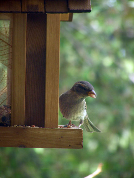 Bird at feeder