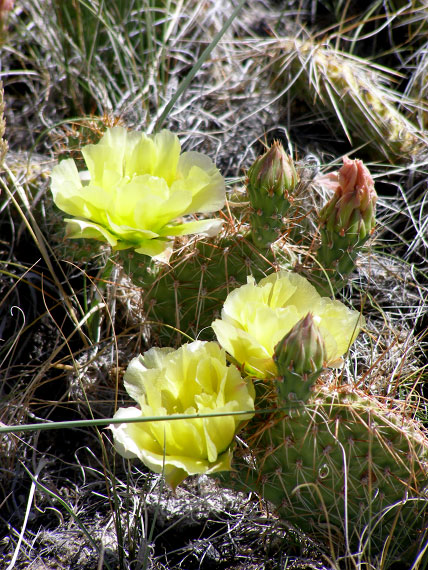 cactus bloom
