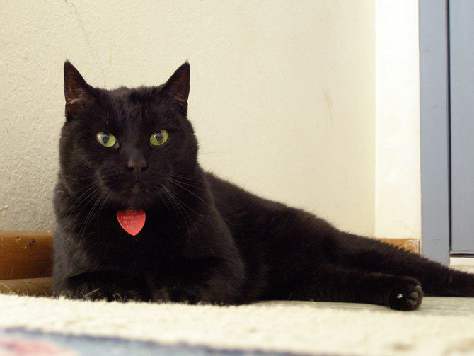 Merlin