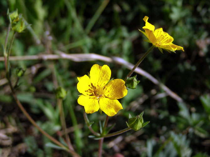 wildflowers at Yellowstone