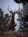 Buck viewed at Long