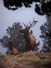 Buck & Doe viewed at Long