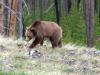 Look! A bear!