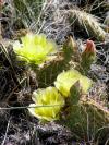 cactus bloom
