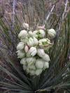 Deseret Bloom - at  Martin