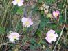 wildflowers at Yellowstone