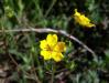 wildflowers at Yellowstone